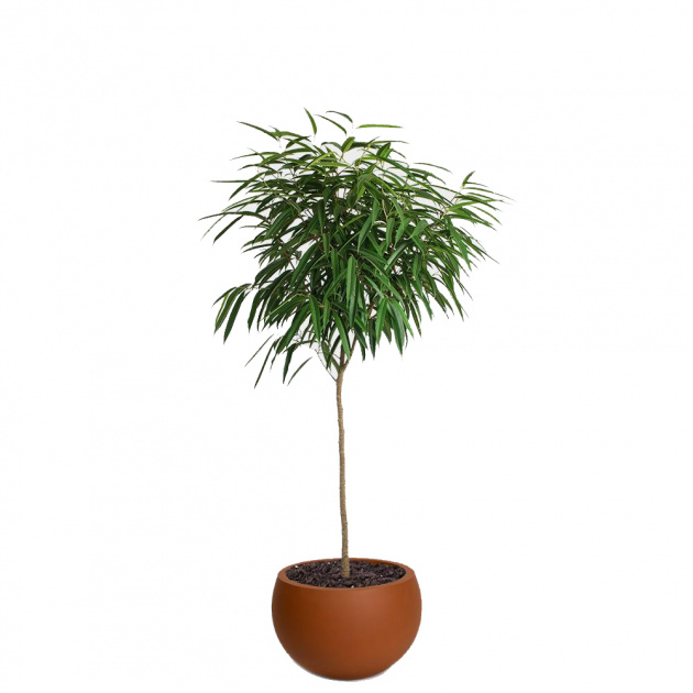 Фикус Алли. Ficus Alli
