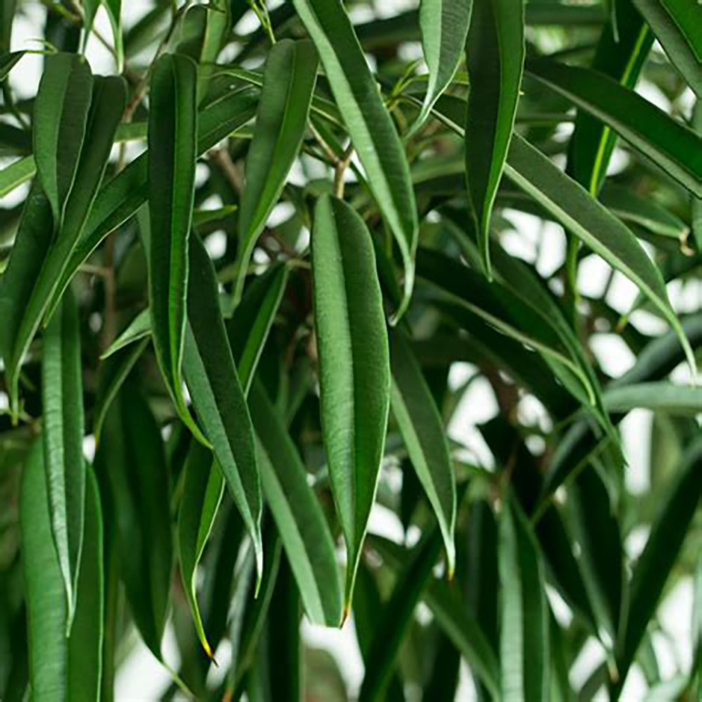 Фикус Алли. Ficus Alli
